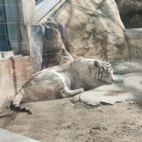 Белый бенгальский тигр :: Ирэн 