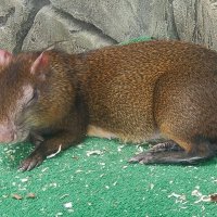 Агути. Также его называют «южноамериканский золотистый заяц» :: Ирэн 