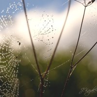 *** :: Елена Kазак (selena1965)