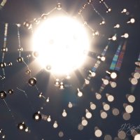 *** :: Елена Kазак (selena1965)