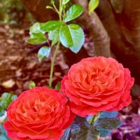 Красотки в каменных джунглях Москвы :: Iren Brilliance