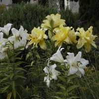 блюз в начале осени :: Яков Реймер