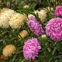 С началом осени! :: Вячеслав Минаев