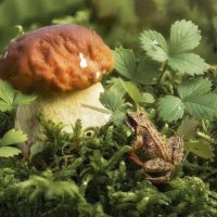 в лесу :: Максим Вышарь