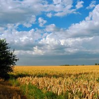 Август. :: Владимир 