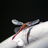 Стрекоза :: Андрей Сосновский