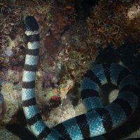 S E A  S N A K E :: алексей афанасьев