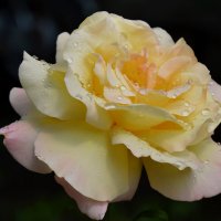 После дождя :: Надежда Куркина 