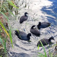 Лысухи :: Сапсан 