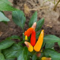 Перец горький :: Татьяна Пальчикова