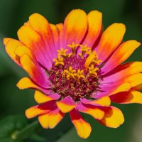 *** :: Виктор Иванович Чернюк *** :: Виктор Иванович Чернюк