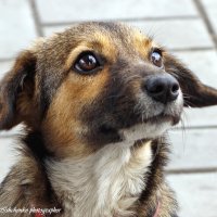 Глаза собачьи- два карих огонька :: Светлана Ищенко