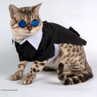 Бенгальский кот. :: Светлана Ищенко Бенгальский кот. :: Светлана Ищенко