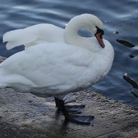 Лебедь :: Рита Симонова
