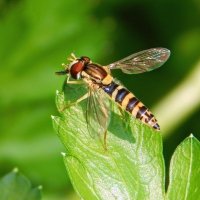 СтройНяшка с радужными крылышками! ... чистит носик  ) :: Елена Хайдукова  ( Elena Fly )