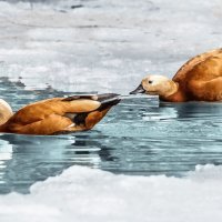 Огарь :: SanSan 