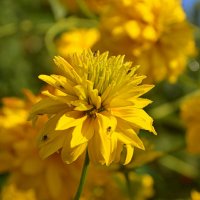 Шагаем по сентябрю :: Татьяна Лютаева