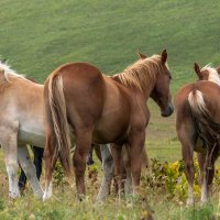 Прогулка по плато Лаго-Наки :: Игорь Сикорский