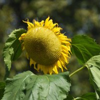 Лето в Ботаническом... Август. :: Наташа ***** Лето в Ботаническом... Август. :: Наташа *****