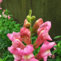 Львиный зев :: Людмила Смородинская