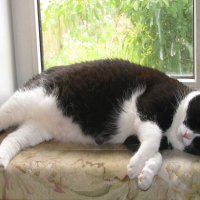 Нагулялся и уснул :: Людмила Смородинская