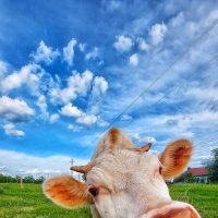 Молодой бычок :: Оксана Н.