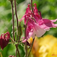 Куда ж ты лето удалилось... :: Андрей Заломленков Куда ж ты лето удалилось... :: Андрей Заломленков