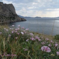 Природа Крыма :: Amazing Cosmea