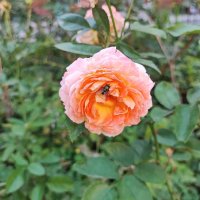 ,,, :: Сергей Тимоновский ,,, :: Сергей Тимоновский