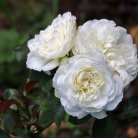 Белоснежное трио :: Светлана 