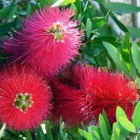 Ёршики :: Наталья 