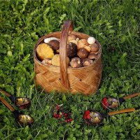 Грибной сезон! :: Нина Андронова