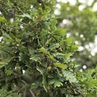 Желуди :: Татьяна Михайлова