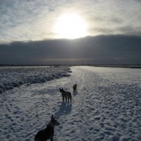 Морозное утро :: Anna Ivanova