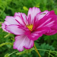 Космея :: Валентина Богатко Космея :: Валентина Богатко