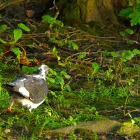 Повсеместно они... "дикие"... :: Юрий Куликов
