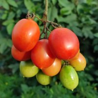 Виноградная гроздь :: Валентина Богатко 