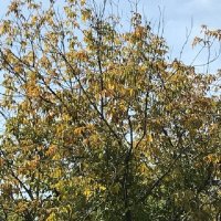 Классика золотой осени-желтые листья на голубом фоне :: Татьяна Юрасова