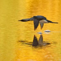 Чернозобая гогара :: Игорь Шабалин