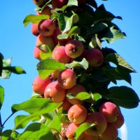 Яблоки нынче уродились :: Александр Чеботарь