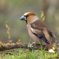 Серьезный :: Вячеслав Минаев