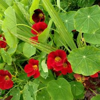 Отголоски лета... :: Мария Васильева