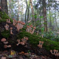 Лесная семейка :: Серый 