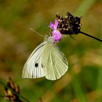 Природа конца лета 4 :: Александр Прокудин