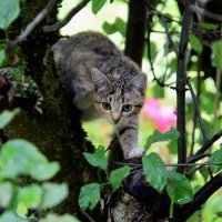 Охота :: Любовь 