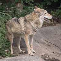 Волк :: <<< Наташа >>>