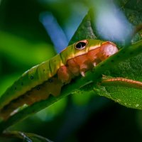 Гусеница бабочки Spicebush Swallowtail :: Aleksey Afonin