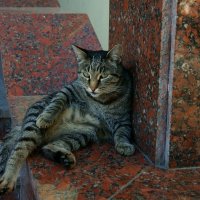 Ходют тут всякие - спать мешают...)) :: Игорь Тельцов