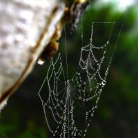 Паутинка Акутагавы :: Александр Чашин