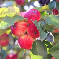 В лучах заката :: Любовь Сахарова В лучах заката :: Любовь Сахарова